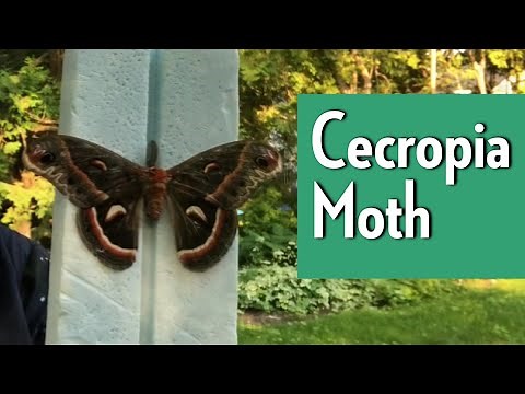 Cecropia moth - Wildlife of the Humber Arboretum
