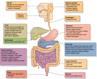 Digestive System