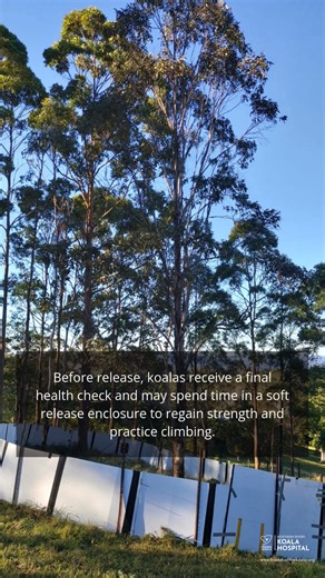 Rescuing a koala and guiding them through rehabilitation back to the wild is a delicate and thoughtful process. It requires unwavering care and commitment, as every step we take is designed to give them the best chance for a full recovery. Key principles we follow: 🌿 Minimal Human Imprinting: We make every effort to ensure young koalas maintain their natural independence, reducing human contact to give them the best start in the wild. 🐾 Welfare First: Every decision we make is based on what’s 