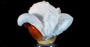 4K: Popping Popcorn at 30,000 FPS