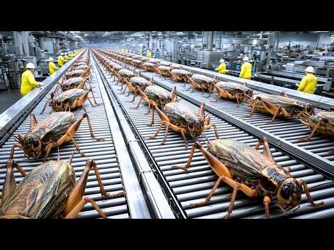 How Edible Insects Are Mass Produced – Cricket Farming Factory