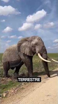 Largest land animals in the world