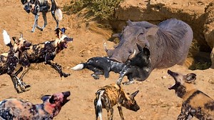 168K views · 2.3K reactions | Harsh life of Wildlife Lion vs Warthog Lets Explore the Animal Planet 2022 | Wild life Animals | Facebook