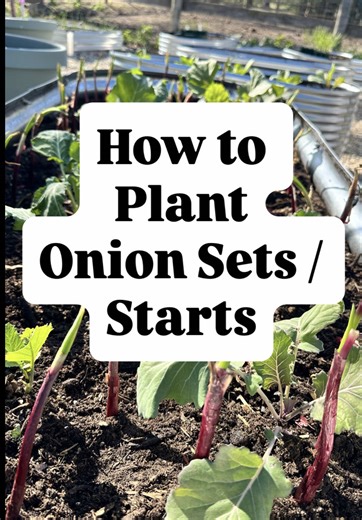 How to Plant Onion Starts in Your Garden