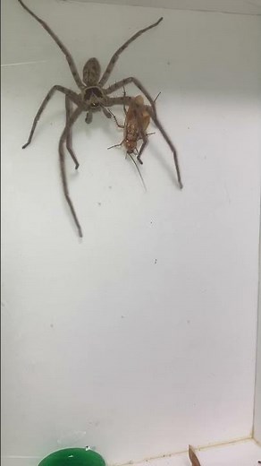 Huntsman spiders prey on cockroaches by surrounding them with their legs like a birdcage.