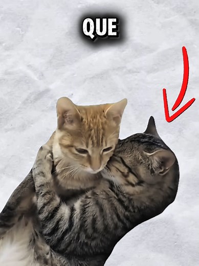 Mensajes de amor para mi novia: confirma si eres hombre