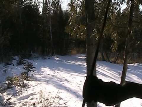 Hunting Russian Boar in Upper Michigan