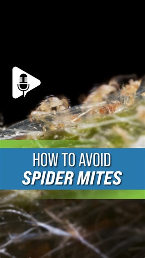 5.9K views · 46 reactions | Darren's advice ➡️ on how to avoid spider mites. | Ag PhD | Facebook