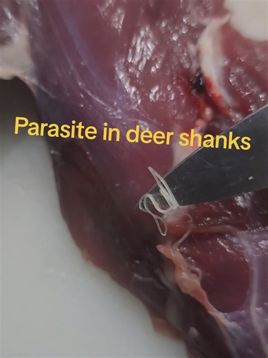Found some parasites on deer shanks. Biologist said most parasites are harmless. Best to to freeze and then cook thoroughly to be safe. #blacktail #wildgame #oregon #oregoncoast #parasite