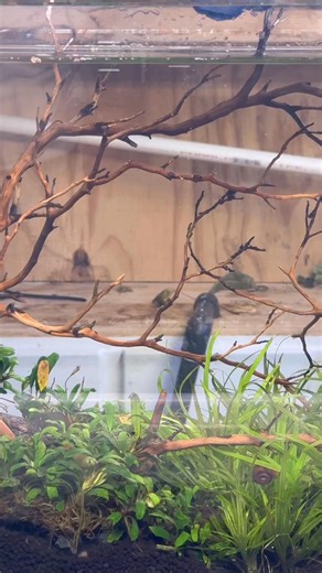 ✨ New Tank Mates Alert! ✨ Check out my latest video featuring the newest residents in the rimless tank 🐟🌿 We added: • Threadfin Rainbowfish • Ember Tetras • CPDs (Celestial Pearl Danios) • And one of my all-time favorites — Pygmy Cories 😍 Peaceful schooling fish, nonstop movement, and tons of personality already bringing this tank to life. This scape is really starting to hit its stride 👌 Let me know which one is your favorite 👇 👉 www.ChichisPlantedDreams.com #aquarium #rimlesstank #freshw