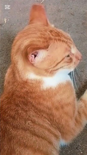 කලු දොදොල් make with chamo🤤