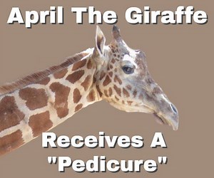 DId you enjoy Monday's CJ the alligator story?? Here is another amazing "Animal Tail" highlighting the behind the scenes work at Animal Adventure Park! The world fell in love with April the Giraffe in 2017, when she climbed to international recognition and now a staple in pop-culture history, for her documented pregnancy and birth of Tajiri (and Azizi), her calves. She has since been retired from the propagation program, and is enjoying her "golden" years, greeting guests at the park. As giraffe