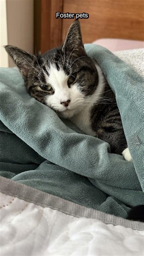 Scenarios Where Pets Can Reduce Your Taxes #taxes