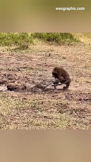 A giant male chimpanzee and a wild crocodile encounter. The wild carnivorous ape encounters a surprise when he comes down to drink. The crocodile, hidden in the water, grabs the chimpanzee and drags him into the water. #monkey #croc #chimpanzee #weographic #naturegeography #wildanimals #wildnature #nature #wildlife #animals | Rasim Baylan
