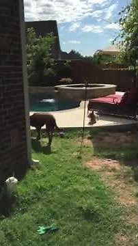 Intellichlor flashing red/green salt level lights