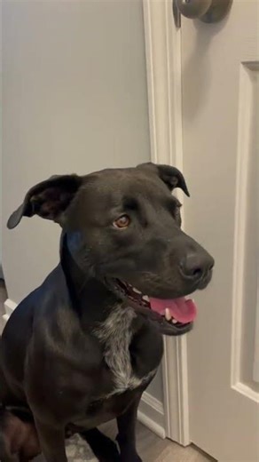 I didnt do it ma.. I heckin swears! #Shorts #diapersanddeadlifts