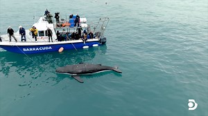 56K views · 881 reactions | The doctor is (literally) in the whale  #SharkWeek starts tonight at 8p on #Discovery with Belly of the Beast: Feeding Frenzy! | Shark Week | Facebook
