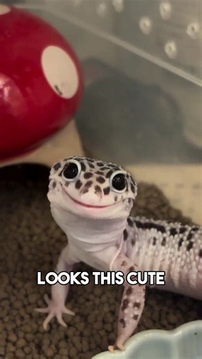This is so cute #gecko #leopardgecko #geckosoftiktok #reptiles #reptilesoftiktok