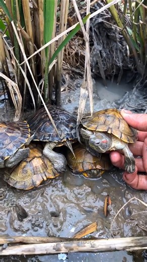 How turtle farming is done in China #shorts