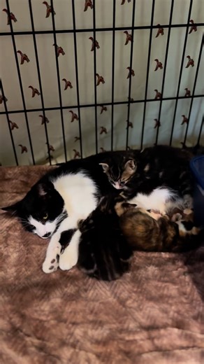 137 reactions · 13 shares | Watching Coco care for these kittens has been nothing short of incredible! She stepped up when our vulnerable babies needed her most - and now, thanks to her love, they’re on their way to a healthy, happy life. ❤️凉﫶 | Father John's Animal House | Facebook