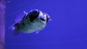 22K views · 292 reactions | Don’t make him angry. You wouldn’t like him when he’s angry… Mild-mannered Jimmy is the secret identity of the long-spine porcupinefish. The Incredible Hulk of the Aquarium, he can inflate his body and almost double in size when threatened. Sharp spines provide this aqua-Avenger with a second defense against predators. | Pittsburgh Zoo & Aquarium | Facebook