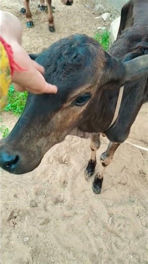 Cute baby sound 😁 #cowvideo #shorts #gaav #desi #ytshorts #cowvoice #cowvoice #pet #animalshorts
