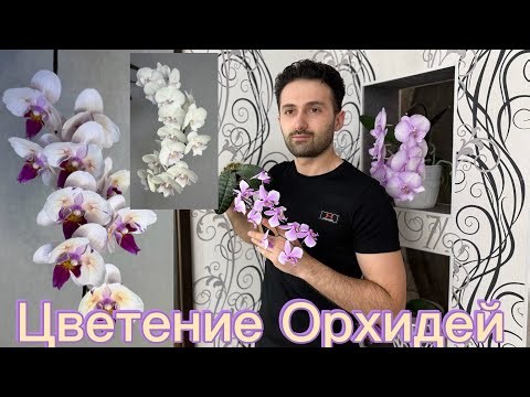 Orchid Blooms in March. Why Orchids Die