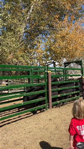 From husband and wife to the next generation, this is what working cattle together looks like. When the right equipment is in place, the whole family can step in with confidence. Smooth flow, calm cattle, and a setup that makes the job safer and easier for everyone. Huge thanks to Takayla Mar Batty for sharing this moment and trusting Arrowquip to be part of your operation. This is ranching done right. #Arrowquip #FamilyOperation #CattleHandlingMadeEasy #BuiltForProducers #BetterCattleFlow #Ranc