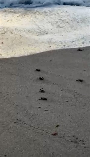 Happy First Day of Fall from the Archie Carr National Wildlife Refuge in Florida 😍 Video credit: Betty Gonzalez | Sea Turtle Conservancy