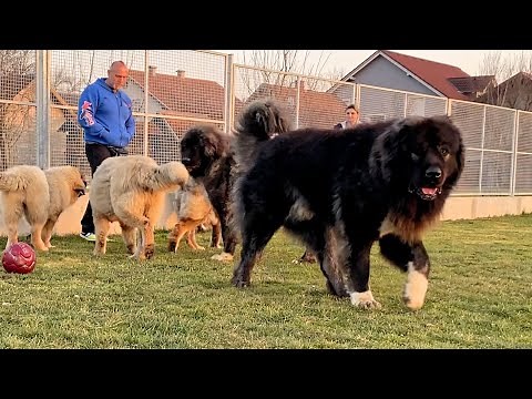 THE PACK OF JOZO DOGS