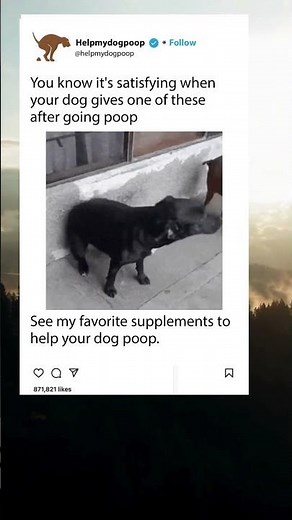 Top 5 Best Probiotics For Dogs