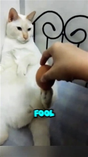 The Funniest Cat Voice Over Clips! #catfunny #cat #funniestcats #voiceover #oc
