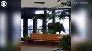 HUNGRY MOOSE: This moose just wanted to snack on some plants it found inside a hospital building in Anchorage, Alaska on Monday. When it was finished chowing down, the moose left through the front door. | KDKA-TV | CBS Pittsburgh