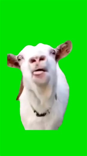 goat Speaking | Green Screen