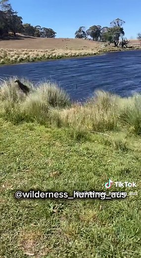 Kangaroo Swimming in Australia: A Rare Sight