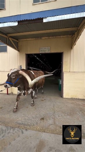 The Secret of Cow Horns | They Carry Memories