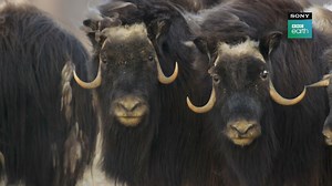 Experience the untamed beauty of our planet like never before on this epic exploration into the habitats and species of Earth, as they adapt in incredible ways to the currents of change. An awe-inspiring adventure with a profound commentary on the future of our natural world awaits you in Planet Earth III. Watch Planet Earth III, premiering 29th July, Monday to Friday at 12 PM and 9 PM on Sony BBC Earth. #SonyBBCEarth #FeelAlive #PlanetEarth3 #WilderThanYourImagination | Sony BBC Earth