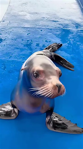 Understanding Sea Lion Behavior and Habitat