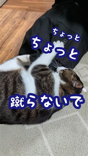 蹴らないで😱【カバン編パート2】 #好きな子猫 #猫のいる暮らし #子ネコ
