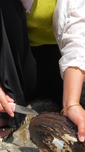 The Process of Collecting Pearls in Oysters