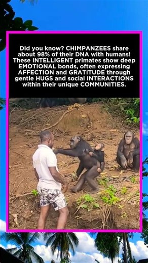 The Heartwarming Bond Between Humans and Chimpanzees 🐒✨
