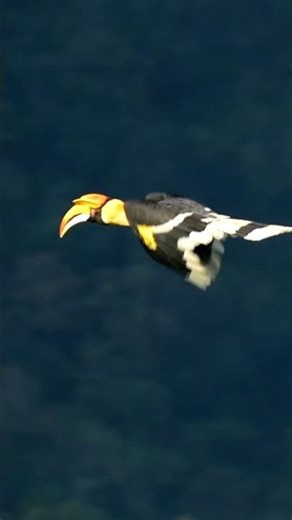 HornbillTakes Flight 🌿 Soaring Over the Jungle Canopy | Bird Science & Beauty