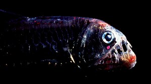 Deep-Sea Fish Have Evolved Highly Sensitive Vision To See Color In Near-Total Darkness