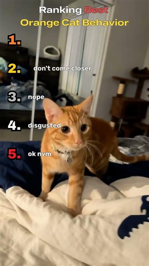 Why Are Cats Like This? #funny #memes #pets