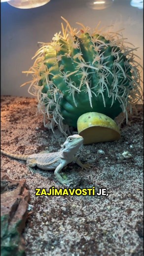 Agama vousatá