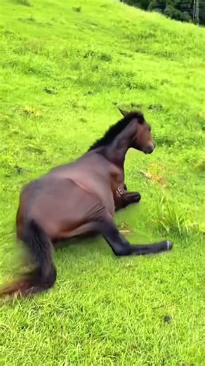 These Miniature Horses Are Unreal #adorable #animals #shorts