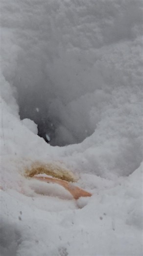 My pet sparrow "Ostrich" is a carnivorous beast... | Darren Digger McGinnis