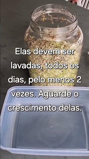 Aprenda a Produzir o Broto de Alfafa.