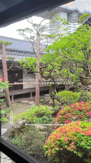 ふわりと咲きはじめた、オレンジのツツジ。静かな庭に、やわらかな季節の色が差し込む午後。長野県岡谷市 旧林家住宅