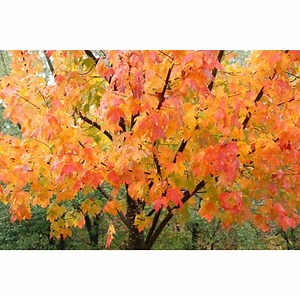 Church Fall Festival Game Ideas | Synonym